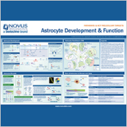 New Poster on Astrocyte Development and Function