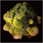 New! Find all Your Organoid Recipes and Resources in One Place