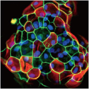 Alternate BMEs and ECMs for Organoid Culturing