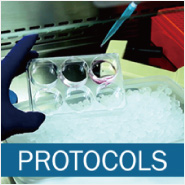 Protocols and Technical Tips for Organoid & 3-D Cultures