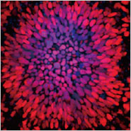 Optimized Generation of Neural Progenitor Cells in Just 7 Days!