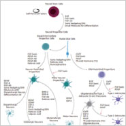 Study Neural Lineages with Interactive Pathways!