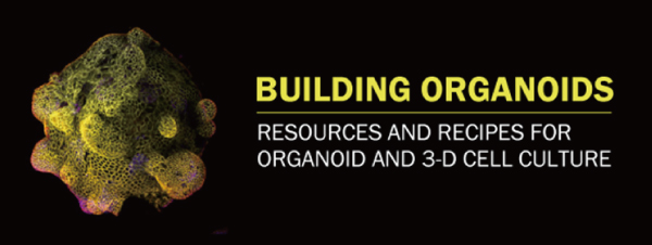 3 Ways to Improve Organoid Health