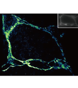 Janelia Fluor Dyes