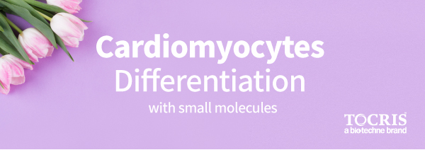 #cardiomyocyte  #iPSC #small malecule  #Tocris #stem cell