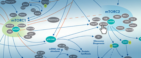 mTOR Signaling Pathway