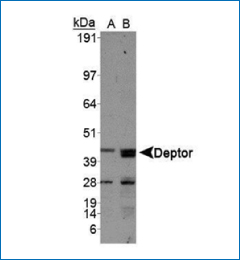 DEPTOR Antibody WB