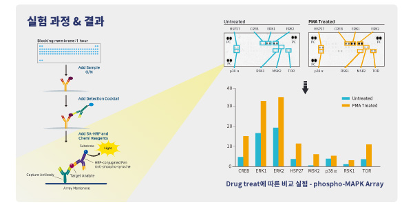 Protein,
cell culture, reconstitute, prodots, gmp, media, media preparation, 웅비, woongbee, 컬쳐, 배지, 단백질