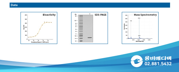 GMP, GMP protein, Cell Therapy, IL-2 GMP