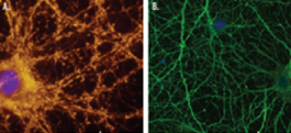 Formation of 3-D, functional neuronal networks in vitro