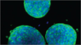 Wide selection of BMEs and other ECMs for 3-D culturing