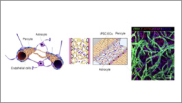 Formation of 3-D, functional neuronal networks in vitro