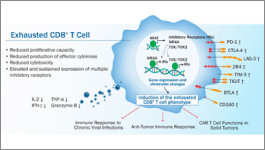 Wide selection of BMEs and other ECMs for 3-D culturing