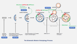 Wide selection of BMEs and other ECMs for 3-D culturing