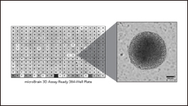 Formation of 3-D, functional neuronal networks in vitro