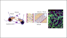 Wide selection of BMEs and other ECMs for 3-D culturing