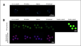 Wide selection of BMEs and other ECMs for 3-D culturing