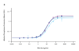 Comparison of the bioactivity of three different lots of R&D Systems Recombinant Human R-Spondin 1 demonstrates lot-to-lot consistency in the protein produced from three different manufacturing runs.